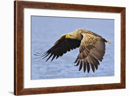 White-Tailed Sea Eagle (Haliaeetus Albicilla) In Flight. Flatanger, Norway, May-Andy Trowbridge-Framed Photographic Print