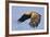 White-Tailed Sea Eagle (Haliaeetus Albicilla) In Flight. Flatanger, Norway, May-Andy Trowbridge-Framed Photographic Print