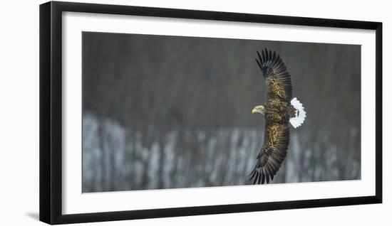 White Tailed Sea Eagle (Haliaeetus Albicilla) in Flight, Hokkaido, Japan, March-Wim van den Heever-Framed Photographic Print