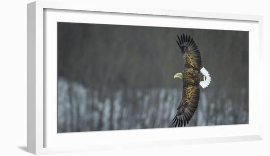White Tailed Sea Eagle (Haliaeetus Albicilla) in Flight, Hokkaido, Japan, March-Wim van den Heever-Framed Photographic Print