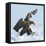 White Tailed Sea Eagle (Haliaeetus Albicilla) in Flight Landing, Hokkaido, Japan, February-Wim van den Heever-Framed Stretched Canvas