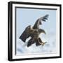 White Tailed Sea Eagle (Haliaeetus Albicilla) in Flight Landing, Hokkaido, Japan, February-Wim van den Heever-Framed Photographic Print