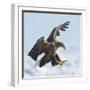 White Tailed Sea Eagle (Haliaeetus Albicilla) in Flight Landing, Hokkaido, Japan, February-Wim van den Heever-Framed Photographic Print