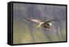 White Tailed Sea Eagle (Haliaeetus Albicilla) in Flight, Portree, Inner Hebrides, Scotland, UK-Peter Cairns-Framed Stretched Canvas