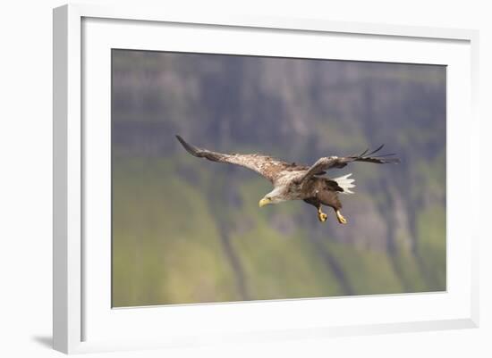 White Tailed Sea Eagle (Haliaeetus Albicilla) in Flight, Portree, Inner Hebrides, Scotland, UK-Peter Cairns-Framed Photographic Print