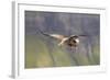 White Tailed Sea Eagle (Haliaeetus Albicilla) in Flight, Portree, Inner Hebrides, Scotland, UK-Peter Cairns-Framed Photographic Print