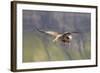 White Tailed Sea Eagle (Haliaeetus Albicilla) in Flight, Portree, Inner Hebrides, Scotland, UK-Peter Cairns-Framed Photographic Print