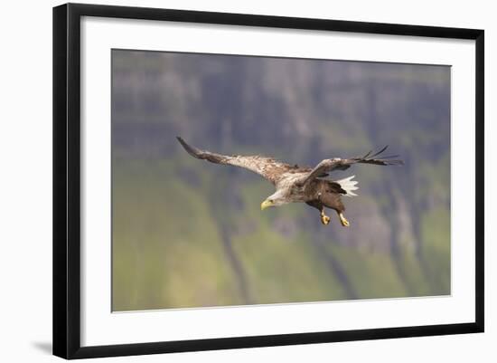 White Tailed Sea Eagle (Haliaeetus Albicilla) in Flight, Portree, Inner Hebrides, Scotland, UK-Peter Cairns-Framed Photographic Print