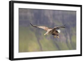 White Tailed Sea Eagle (Haliaeetus Albicilla) in Flight, Portree, Inner Hebrides, Scotland, UK-Peter Cairns-Framed Photographic Print
