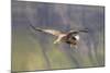 White Tailed Sea Eagle (Haliaeetus Albicilla) in Flight, Portree, Inner Hebrides, Scotland, UK-Peter Cairns-Mounted Photographic Print