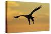 White Tailed Sea Eagle (Haliaeetus Albicilla) in Flight Silhouetted Against an Orange Sky, Norway-Widstrand-Stretched Canvas