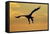 White Tailed Sea Eagle (Haliaeetus Albicilla) in Flight Silhouetted Against an Orange Sky, Norway-Widstrand-Framed Stretched Canvas