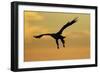 White Tailed Sea Eagle (Haliaeetus Albicilla) in Flight Silhouetted Against an Orange Sky, Norway-Widstrand-Framed Photographic Print