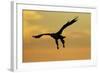 White Tailed Sea Eagle (Haliaeetus Albicilla) in Flight Silhouetted Against an Orange Sky, Norway-Widstrand-Framed Photographic Print
