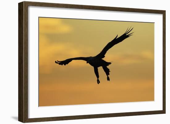 White Tailed Sea Eagle (Haliaeetus Albicilla) in Flight Silhouetted Against an Orange Sky, Norway-Widstrand-Framed Photographic Print