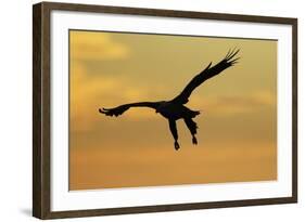 White Tailed Sea Eagle (Haliaeetus Albicilla) in Flight Silhouetted Against an Orange Sky, Norway-Widstrand-Framed Photographic Print