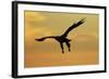 White Tailed Sea Eagle (Haliaeetus Albicilla) in Flight Silhouetted Against an Orange Sky, Norway-Widstrand-Framed Photographic Print