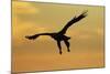 White Tailed Sea Eagle (Haliaeetus Albicilla) in Flight Silhouetted Against an Orange Sky, Norway-Widstrand-Mounted Photographic Print