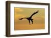 White Tailed Sea Eagle (Haliaeetus Albicilla) in Flight Silhouetted Against an Orange Sky, Norway-Widstrand-Framed Photographic Print