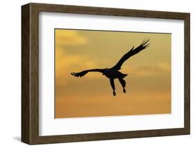 White Tailed Sea Eagle (Haliaeetus Albicilla) in Flight Silhouetted Against an Orange Sky, Norway-Widstrand-Framed Photographic Print