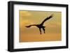 White Tailed Sea Eagle (Haliaeetus Albicilla) in Flight Silhouetted Against an Orange Sky, Norway-Widstrand-Framed Photographic Print