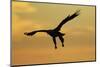 White Tailed Sea Eagle (Haliaeetus Albicilla) in Flight Silhouetted Against an Orange Sky, Norway-Widstrand-Mounted Photographic Print