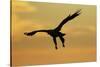 White Tailed Sea Eagle (Haliaeetus Albicilla) in Flight Silhouetted Against an Orange Sky, Norway-Widstrand-Stretched Canvas