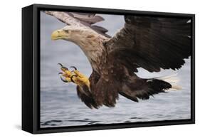 White-Tailed Sea Eagle (Haliaetus Albicilla) About to Take Fish from Water, Flatanger, Norway, June-Widstrand-Framed Stretched Canvas