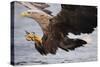 White-Tailed Sea Eagle (Haliaetus Albicilla) About to Take Fish from Water, Flatanger, Norway, June-Widstrand-Stretched Canvas