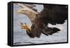 White-Tailed Sea Eagle (Haliaetus Albicilla) About to Take Fish from Water, Flatanger, Norway, June-Widstrand-Framed Stretched Canvas