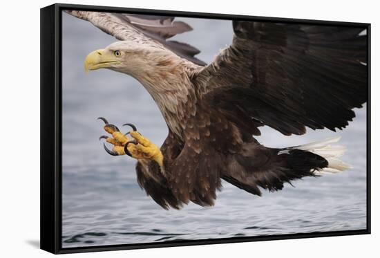 White-Tailed Sea Eagle (Haliaetus Albicilla) About to Take Fish from Water, Flatanger, Norway, June-Widstrand-Framed Stretched Canvas
