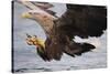 White-Tailed Sea Eagle (Haliaetus Albicilla) About to Take Fish from Water, Flatanger, Norway, June-Widstrand-Stretched Canvas