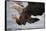 White-Tailed Sea Eagle (Haliaetus Albicilla) About to Take Fish from Water, Flatanger, Norway, June-Widstrand-Framed Stretched Canvas