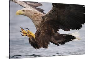 White-Tailed Sea Eagle (Haliaetus Albicilla) About to Take Fish from Water, Flatanger, Norway, June-Widstrand-Stretched Canvas