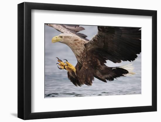 White-Tailed Sea Eagle (Haliaetus Albicilla) About to Take Fish from Water, Flatanger, Norway, June-Widstrand-Framed Premium Photographic Print