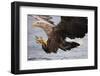 White-Tailed Sea Eagle (Haliaetus Albicilla) About to Take Fish from Water, Flatanger, Norway, June-Widstrand-Framed Premium Photographic Print