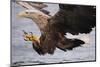 White-Tailed Sea Eagle (Haliaetus Albicilla) About to Take Fish from Water, Flatanger, Norway, June-Widstrand-Mounted Premium Photographic Print