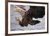 White-Tailed Sea Eagle (Haliaetus Albicilla) About to Take Fish from Water, Flatanger, Norway, June-Widstrand-Framed Photographic Print