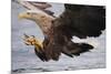 White-Tailed Sea Eagle (Haliaetus Albicilla) About to Take Fish from Water, Flatanger, Norway, June-Widstrand-Mounted Photographic Print