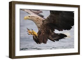 White-Tailed Sea Eagle (Haliaetus Albicilla) About to Take Fish from Water, Flatanger, Norway, June-Widstrand-Framed Photographic Print