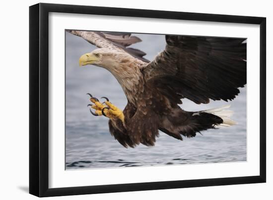 White-Tailed Sea Eagle (Haliaetus Albicilla) About to Take Fish from Water, Flatanger, Norway, June-Widstrand-Framed Photographic Print