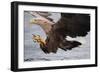 White-Tailed Sea Eagle (Haliaetus Albicilla) About to Take Fish from Water, Flatanger, Norway, June-Widstrand-Framed Photographic Print