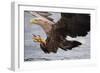 White-Tailed Sea Eagle (Haliaetus Albicilla) About to Take Fish from Water, Flatanger, Norway, June-Widstrand-Framed Photographic Print