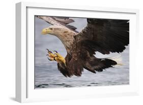 White-Tailed Sea Eagle (Haliaetus Albicilla) About to Take Fish from Water, Flatanger, Norway, June-Widstrand-Framed Photographic Print