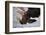 White-Tailed Sea Eagle (Haliaetus Albicilla) About to Take Fish from Water, Flatanger, Norway, June-Widstrand-Framed Photographic Print