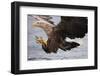 White-Tailed Sea Eagle (Haliaetus Albicilla) About to Take Fish from Water, Flatanger, Norway, June-Widstrand-Framed Photographic Print