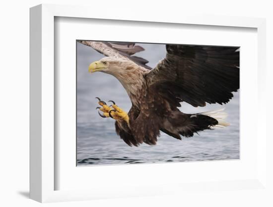 White-Tailed Sea Eagle (Haliaetus Albicilla) About to Take Fish from Water, Flatanger, Norway, June-Widstrand-Framed Photographic Print