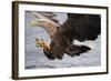 White-Tailed Sea Eagle (Haliaetus Albicilla) About to Take Fish from Water, Flatanger, Norway, June-Widstrand-Framed Photographic Print