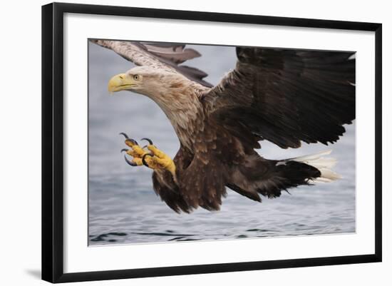 White-Tailed Sea Eagle (Haliaetus Albicilla) About to Take Fish from Water, Flatanger, Norway, June-Widstrand-Framed Photographic Print