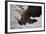 White-Tailed Sea Eagle (Haliaetus Albicilla) About to Take Fish from Water, Flatanger, Norway, June-Widstrand-Framed Photographic Print